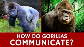 How do Gorillas Communicate, Form Groups and Choose Dominant Animals?