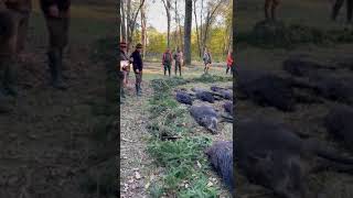 Driven Wild Boar Hunting Near Osijek Croatia
