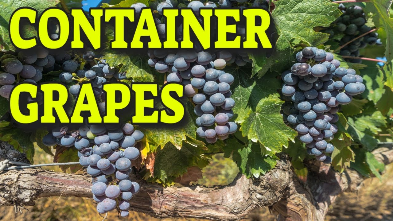 🍇Growing Grapes In Containers 🍇 What You Need To Know