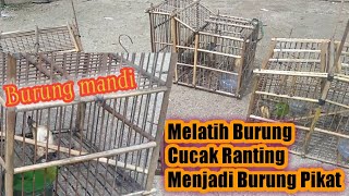 Cara Melatih Burung Cucak Ranting Menjadi Burung Pikat..