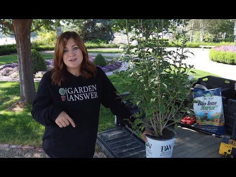 Видео: Роза Шарон Буш - Узнайте больше о выращивании Розы Шарон