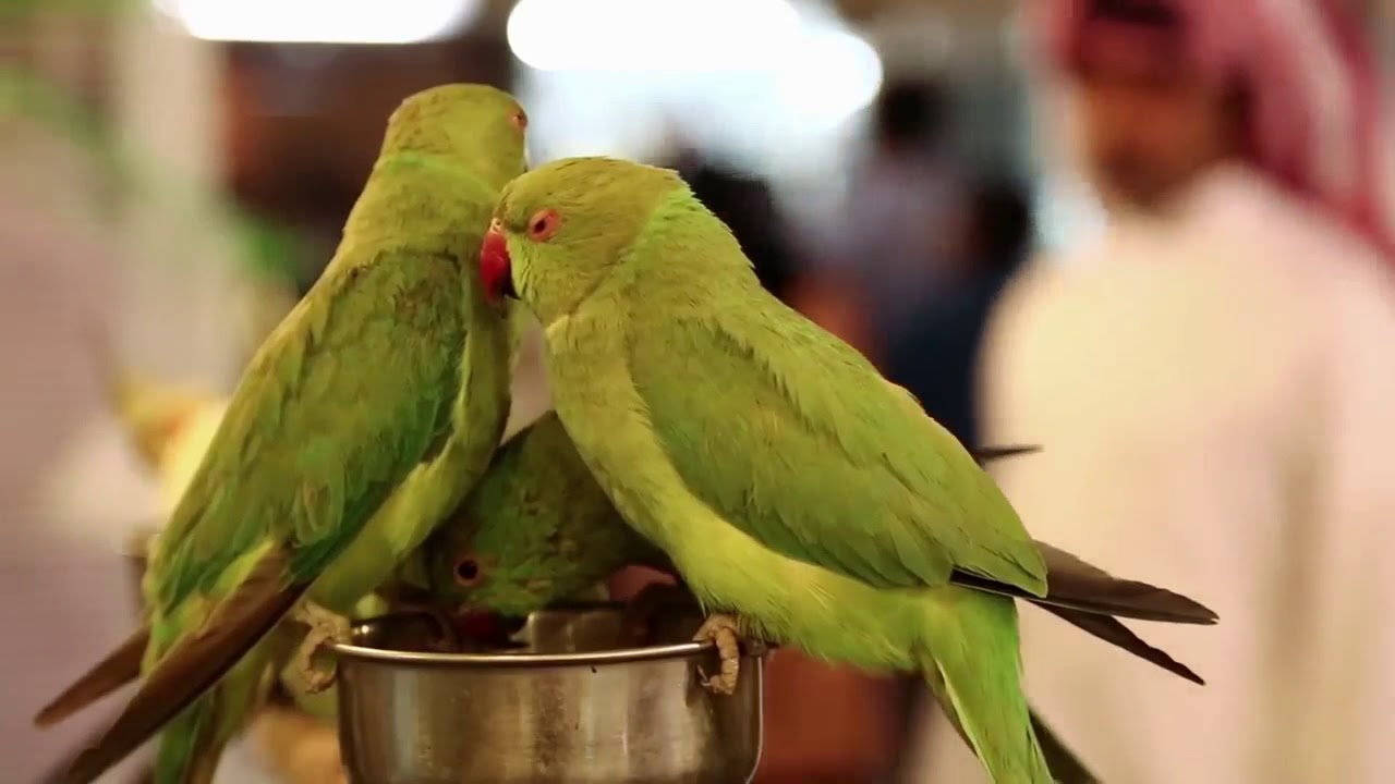 Ringneck Parrot Collection 2020| Green Beautiful Parrots 