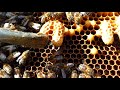 Nacimiento abeja reina. Interior de una colmena