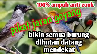 pikat kutilang ribut untuk pikat semua jenis burung liar || pikat jaran goyang