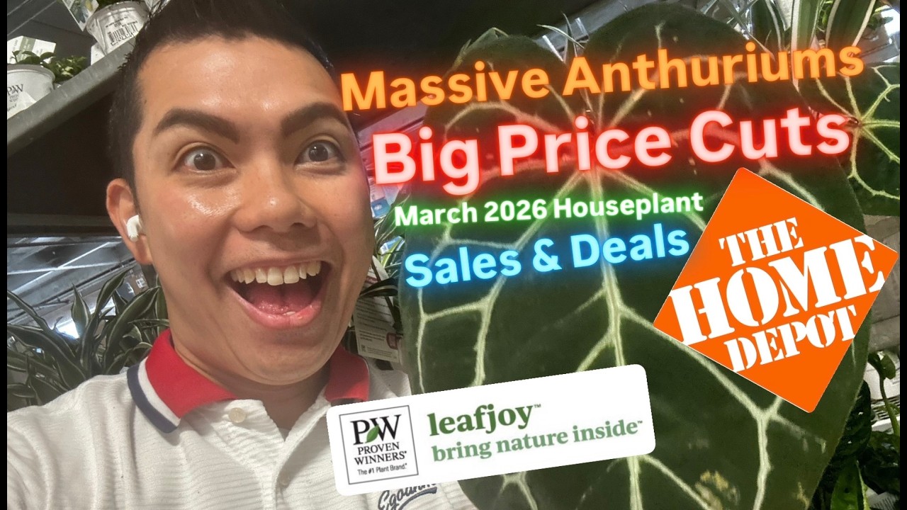 Massive Price Drops Big Box Store Plant Shopping Home Depot Anthurium Hybrids March 2026 Plant Haul