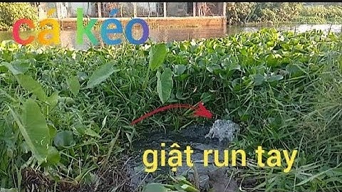 Câu Cá Rô Đồng,giật run tay, cảm giác dính cá nó đã làm sao #caucatv186 #cauca
