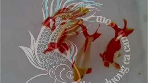 Cá Vàng Jikin Goldfish - Thiên Đường Cá Cảnh