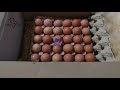Куриные яйца для инкубации. Посылка из СВК-Полтавский инкубатор.