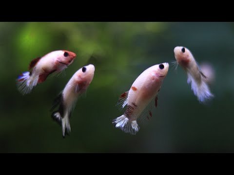 What happens when you let Betta RUNTS (smallest fry) GROW up