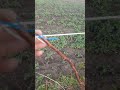 малина літня підвязування