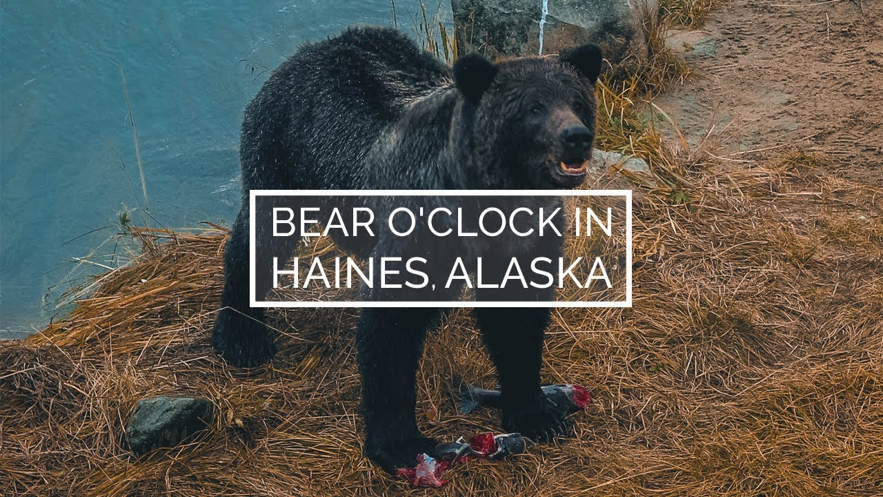 Haines Alaska Bear Hunting Salmon on Chilkoot River YouTube
