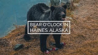 Haines Alaska - Bear Hunting Salmon On Chilkoot River