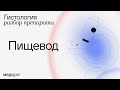 Гистология пищевода | Разбор гистологического препарата