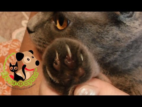 Видео: Является ли отказ от когтей кошек незаконным?
