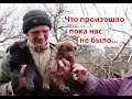 VLOG Мы взяли бездомных щенков