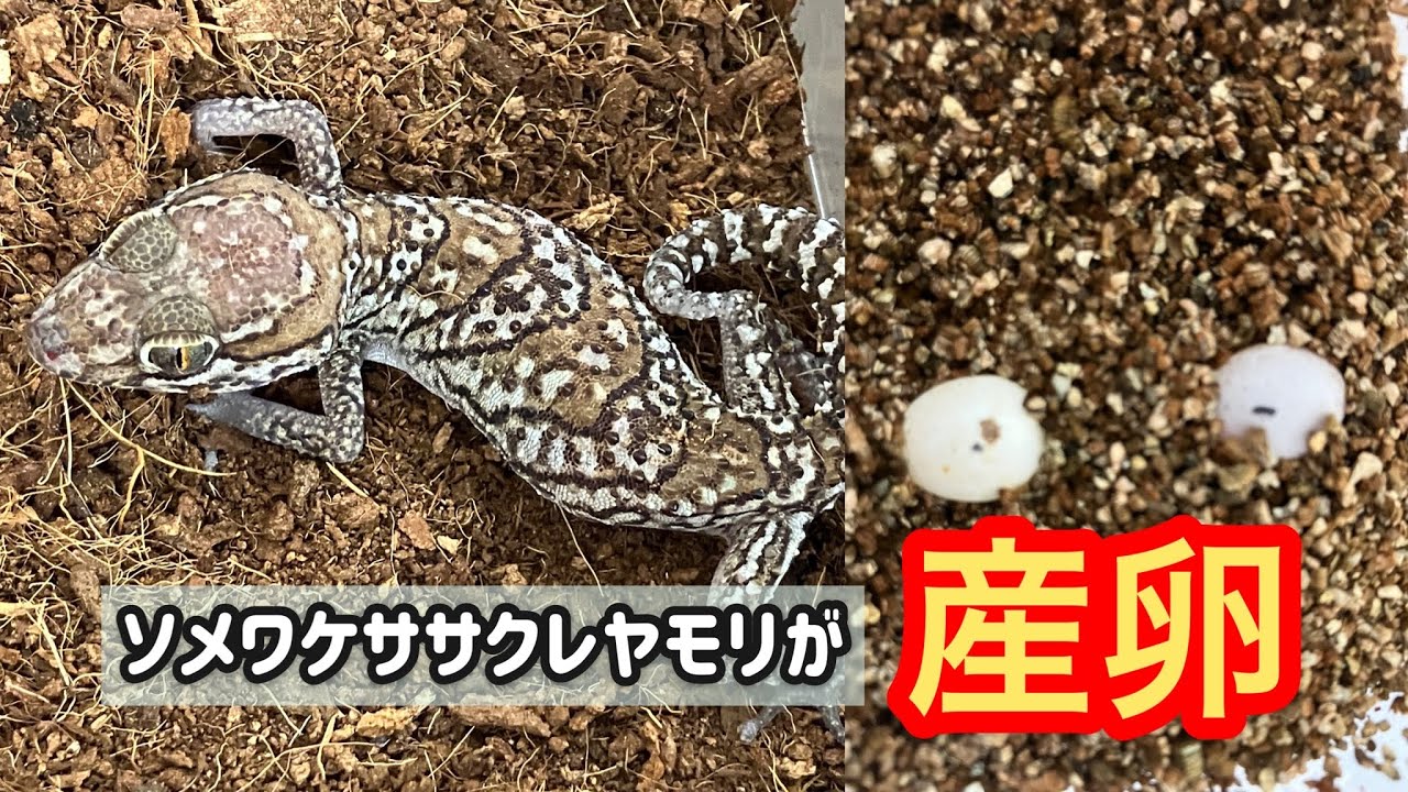 爬虫類飼育 ソメワケササクレヤモリが産卵した 繁殖 Youtube