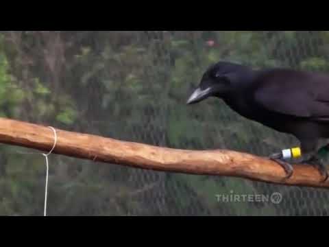 LEREN DOOR INZICHT How smart is a crow