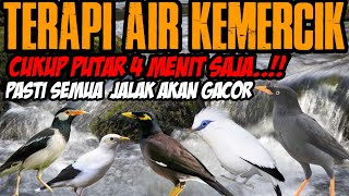 terapi air kemercik buat jalak auto langsung respon dan gacor dan lihat hasilnya screenshot 4