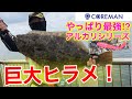 【新舞子】巨大ヒラメが釣れた⁉やっぱりコアマン最強！アルカリシリーズ！