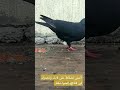 بيض الحمام ملتصق بالريش Pigeon 