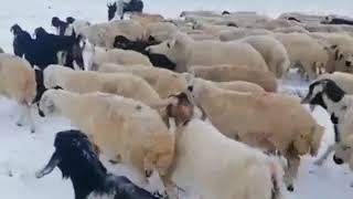 Kova Kova İndirdiler Yaziya Resimi