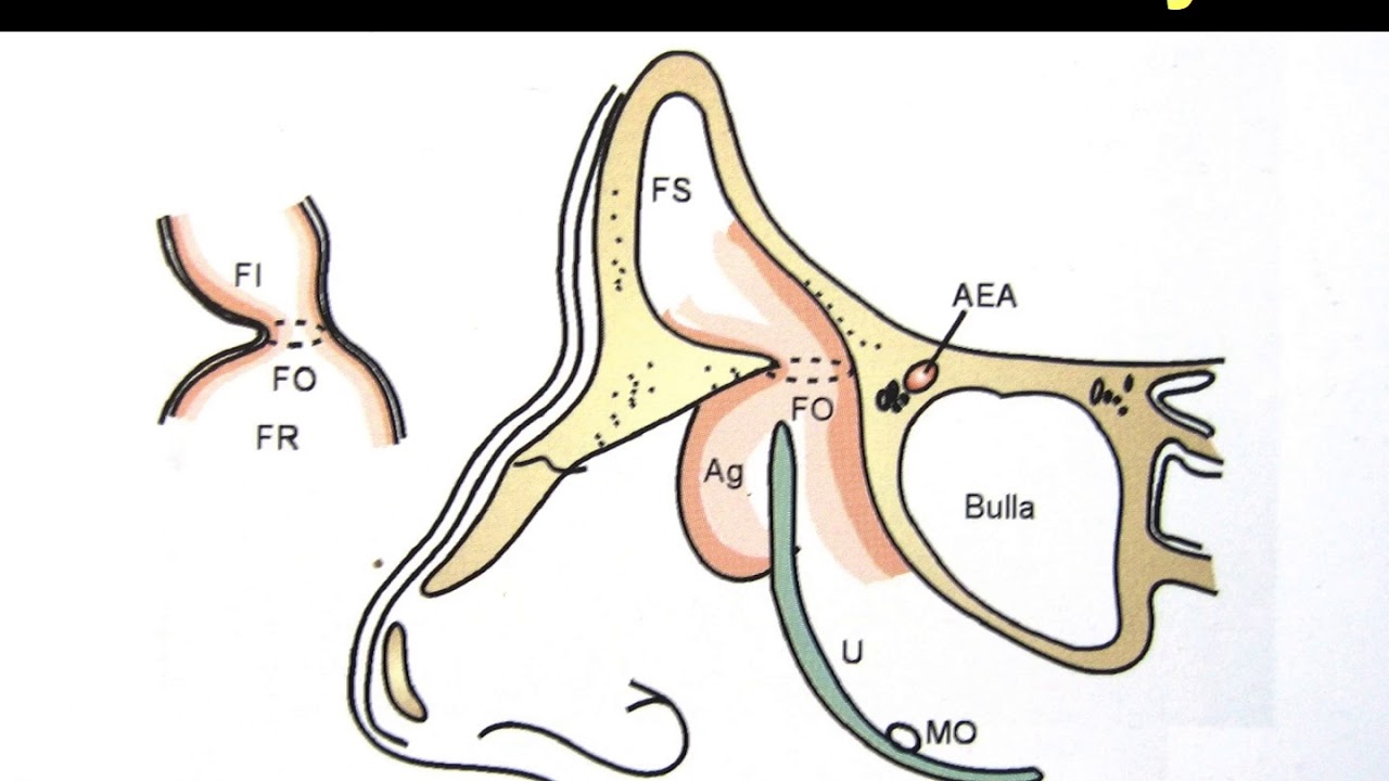 1 Anatomy of nose & paranasal sinus 