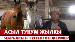 Чүй: Асыл тукум жылкы чарбасын түптөгөн фермер