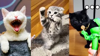 funny cats and dogs try not to laugh impossible|@CrazyPets007