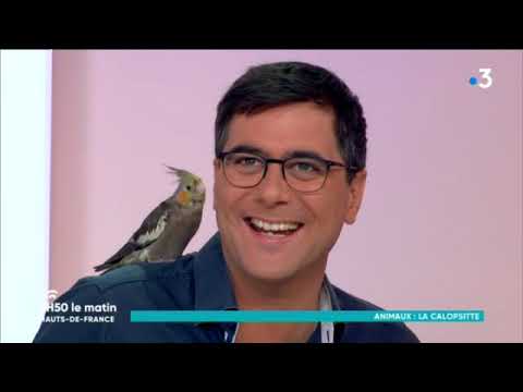 Vidéo: Comment: Acheter Un Oiseau Qui Parle - Réseau Matador