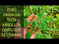 Dopo due settimane dall'applicazione del repellente in polvere verifichiamo i risultati ottenuti