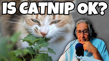 The Surprising Benefits of Catnip - More Than Just a Feline Buzz!