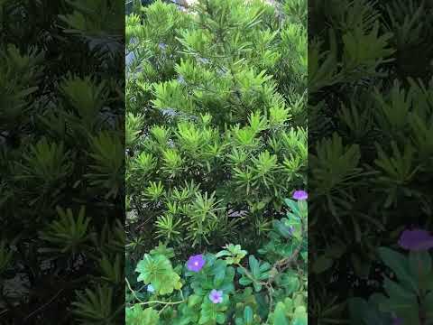 第一次見到，白花日日春，粉紅色花很常見，近黃昏的，清大夜市#flowers #funny #nature #travel