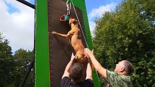 Irbis Great Star. Pitbull Show Dogwille 2019