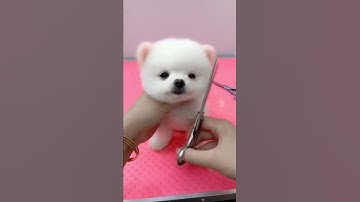 Grooming For Puppy Socute #grooming #doggrooming #pomeranian #cutepets #cutedog #cutedogvideos