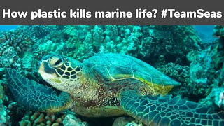 How plastic kills marine life | #TeamSeas