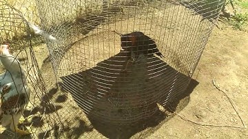 My 2024 birds..Menyuam Qaib.