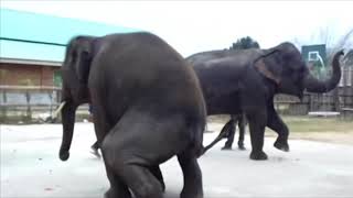 Twerking Elephant...  Megan &amp; Beyonce made me do it!!!