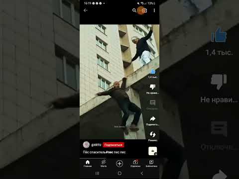 Пёс спаситель# пёс
