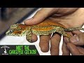 MEET THE GARGOYLE GECKOS OF TIKI'S GECKOS!