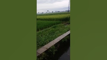 Premandangan sawah hijau dengan aliran air sungai jernih, terapi alami segarkan fikiran reda stres