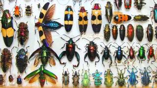 Jewels of the Insect World  Amazing Tropical Beetles 720p HD