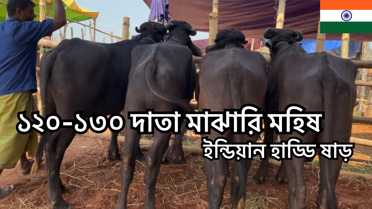 কম দামে ইন্ডিয়ান হাড্ডি ষাড় মহিষ | সিটি হাট রাজশাহী 