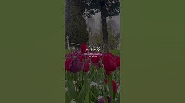 (هذا خلق الله)بصوت الشيخ #ياسر_الدوسري (#سورة_لقمان