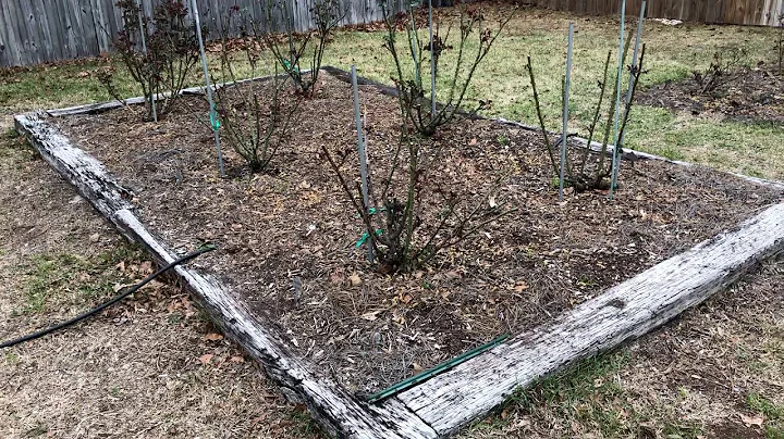 What kind of compost is best for roses? (2023)