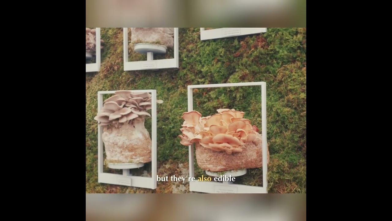 Grow Beautiful Edible Mushrooms At Home: Beyond The Button #shorts