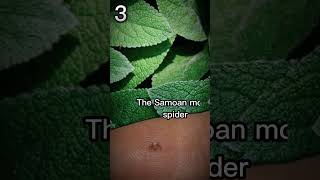The smallest spider in the world!