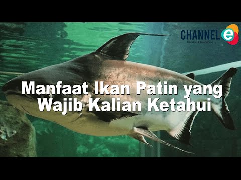 Ikan Patin Manfaat Nya