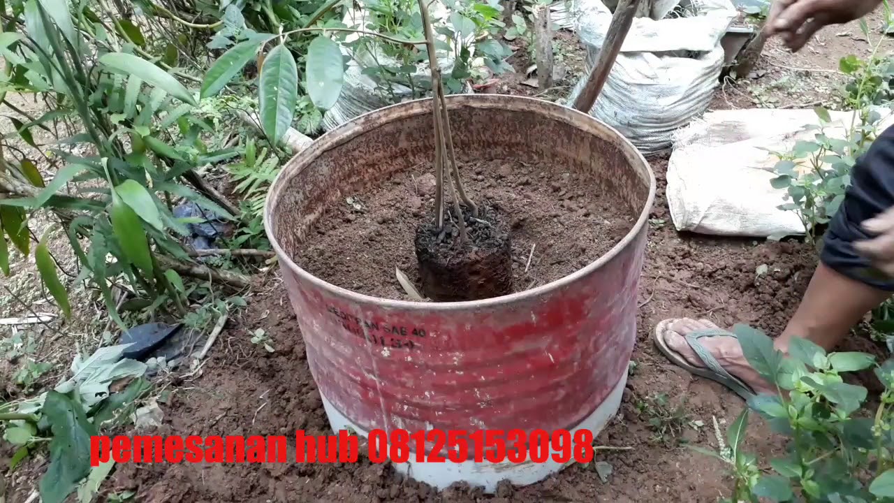 Nanem bibit Durian bawor kaki 3 di tong  YouTube