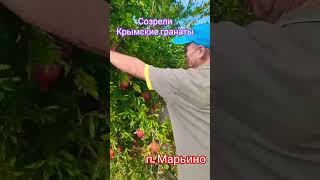 А ВЫ КУШАЛИ КРЫМСКИЕ ГРАНАТЫ? #2025 #гранат #марьино #крым #октябрь 2025 #like