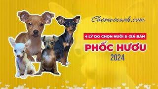 Chó Phốc Hươu giá bao nhiêu tiền năm 2024, mua bán ở đâu Tphcm, Hà nội uy tín?